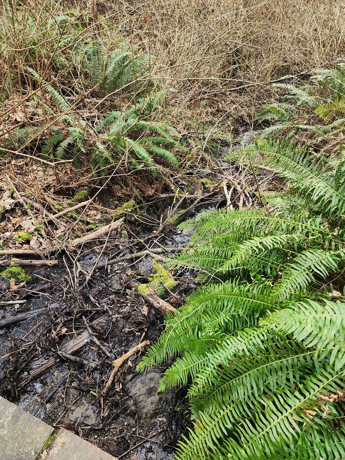 Dense ferns and dry branches in a woodland area with a camouflaged animal blending into the natural surroundings.