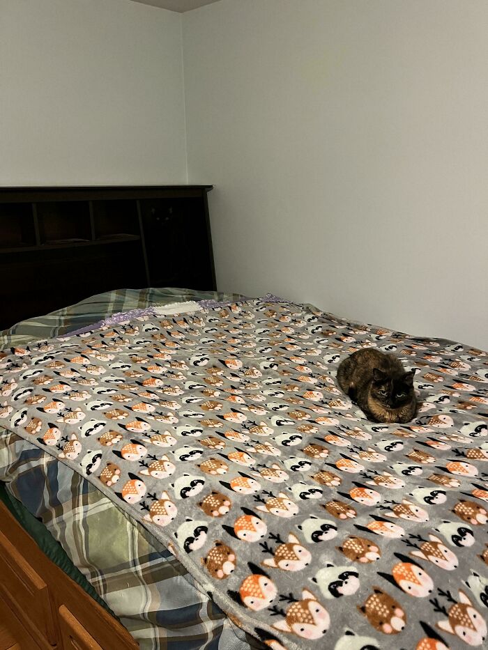 Tortoiseshell cat camouflaged on a bed with patterned blanket featuring fox and raccoon designs in a bedroom setting.