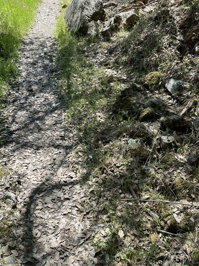 A camouflaged animal blending into the forest floor on a shaded trail with leaves and rocks around it.