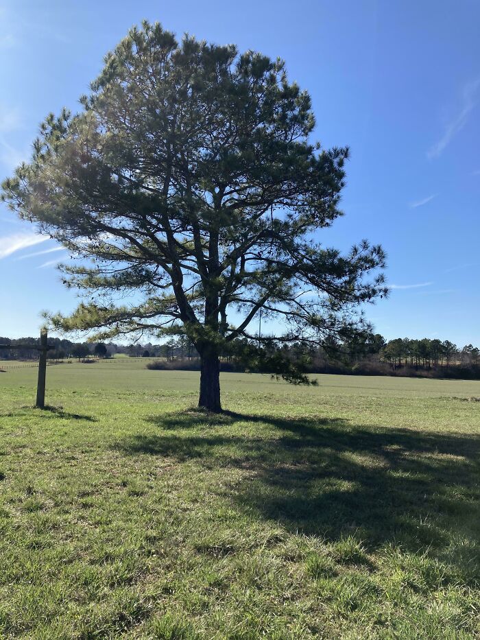 Lone tree in sunny field casting shadow, evoking nostalgic ’90s memories of outdoor childhood play and simpler times.