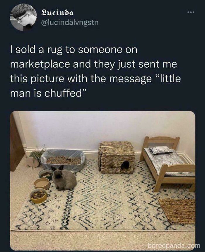 Cozy pet setup on rug with cat and mini bed and food dishes
