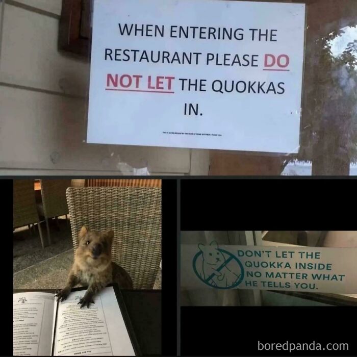 Signs and quokka at restaurant warning not to let quokkas inside