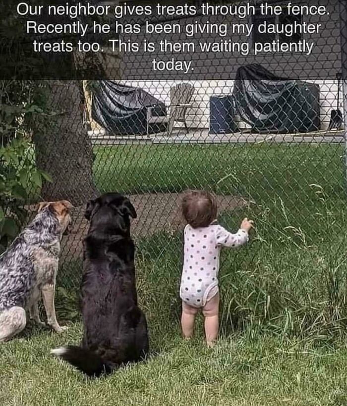 Wholesome moment of baby and two dogs patiently waiting by a fence for treats in a heartwarming scene