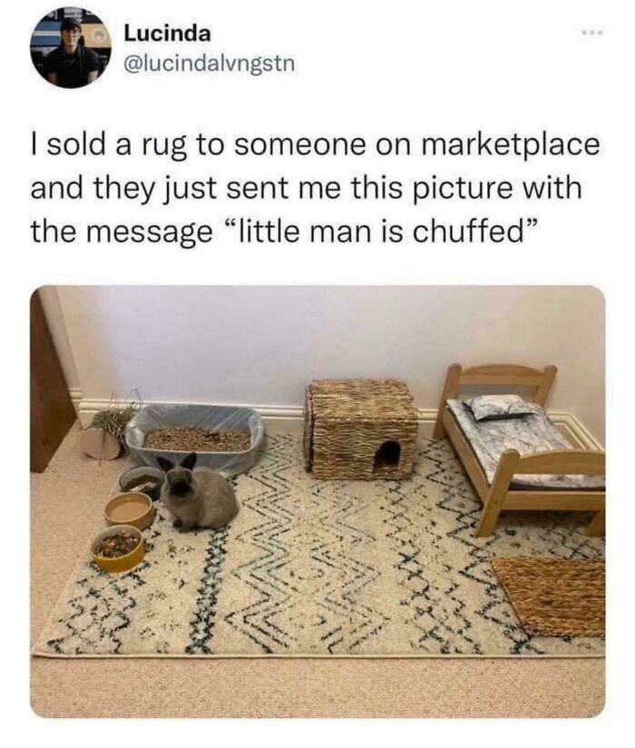 Cat sitting on new rug with miniature furniture showing pet comfort