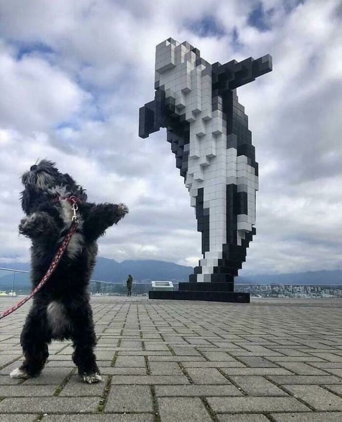 Small dog standing on hind legs near a pixelated orca sculpture outdoors, creating a weird and confusing visual effect.
