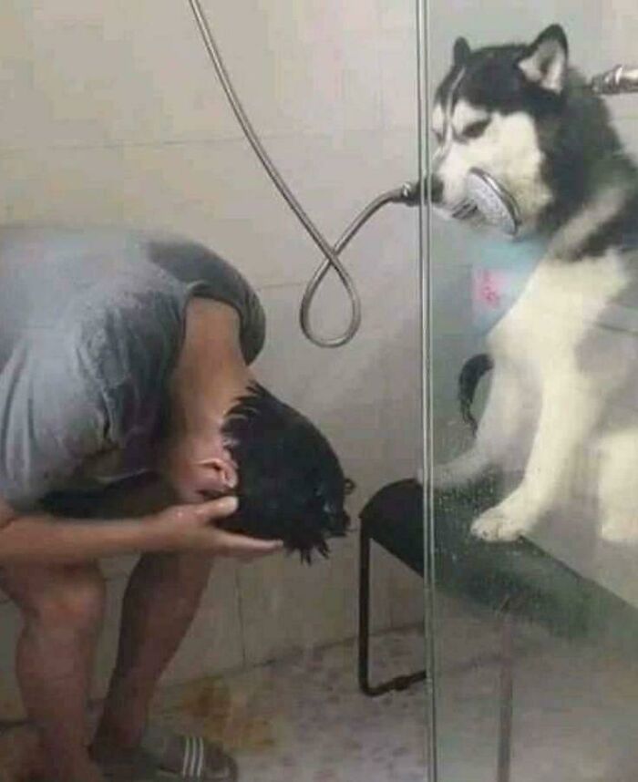Husky holding showerhead mouthpiece with a person bending down in a confusing and weird image.