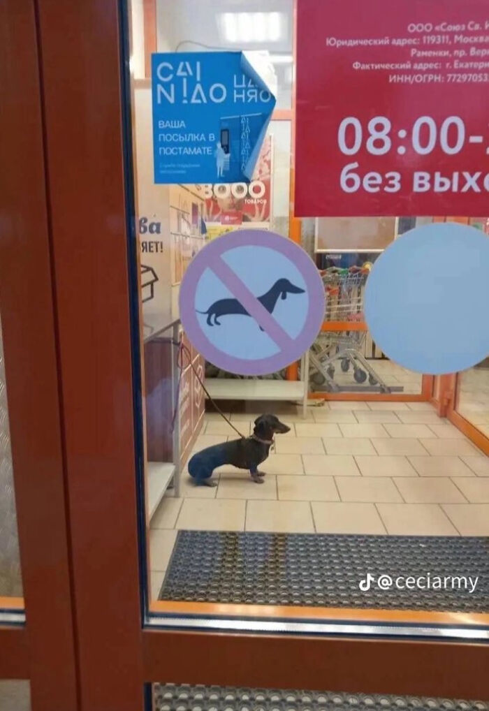 Small dachshund inside store near no dogs allowed sign creating a weird and confusing image.