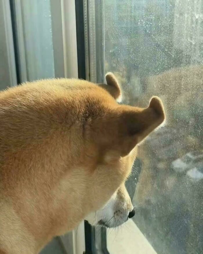 Dog looking out a window with ears pressed against the glass, one ear unusually curled, creating a confusing image.