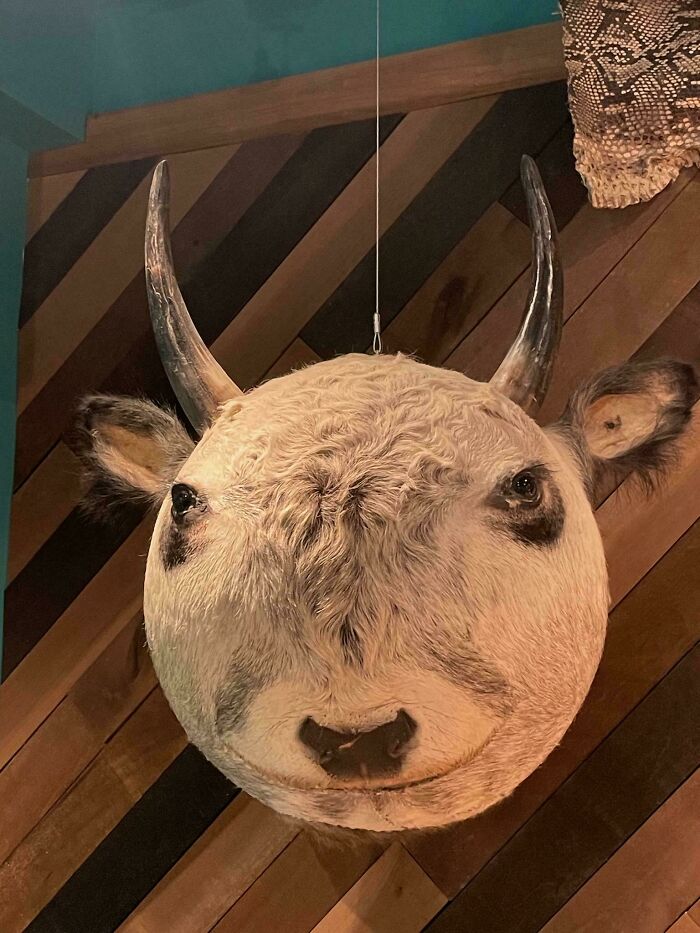 Weird and confusing image of a round bull head with realistic features hanging against a wooden wall background.