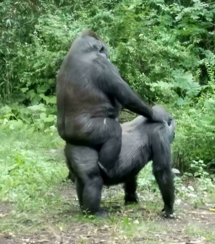 Two gorillas in a green forest creating a weird and confusing scene that looks cursed and hard to unsee.
