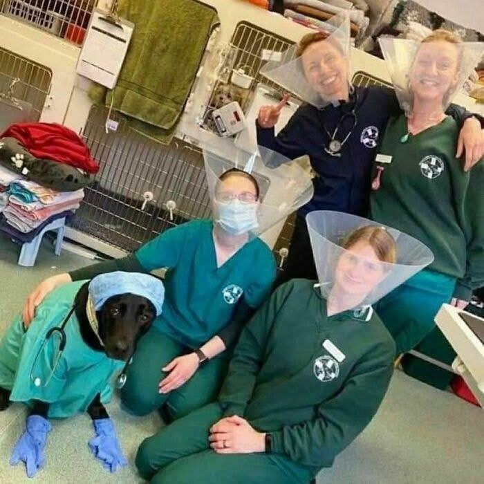Veterinary staff wearing protective cones with a dog dressed in scrubs and gloves in a clinical setting.