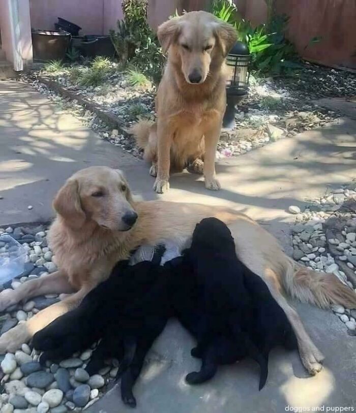 Golden retriever nursing black puppies while another dog watches, unusual and confusing dog moment in a backyard.
