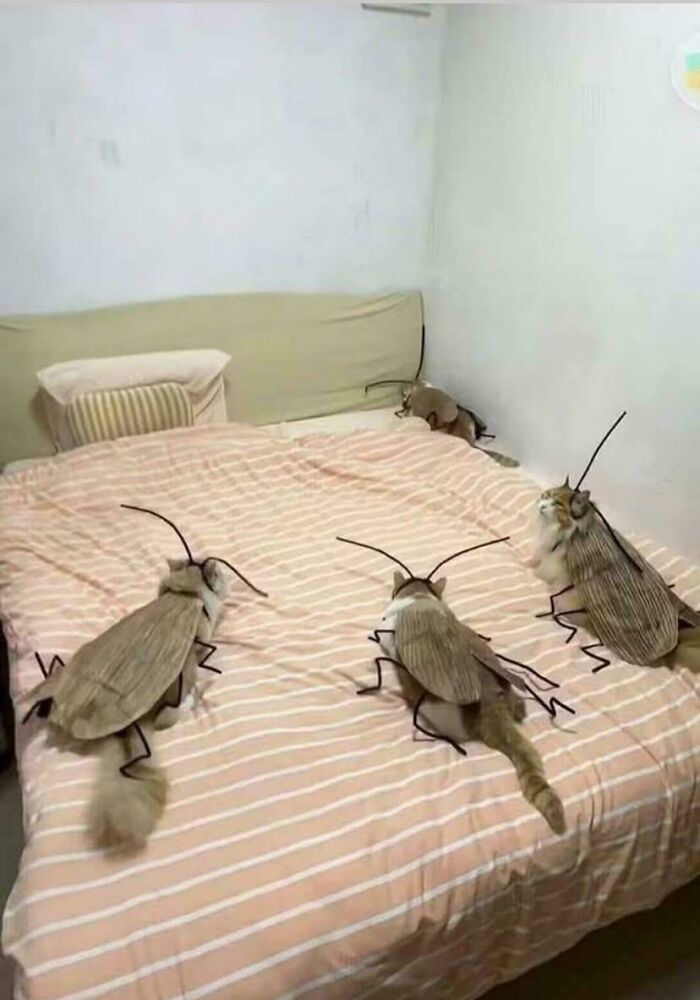 Cats edited to look like giant cockroaches on a bed in a weird and confusing cursed image.