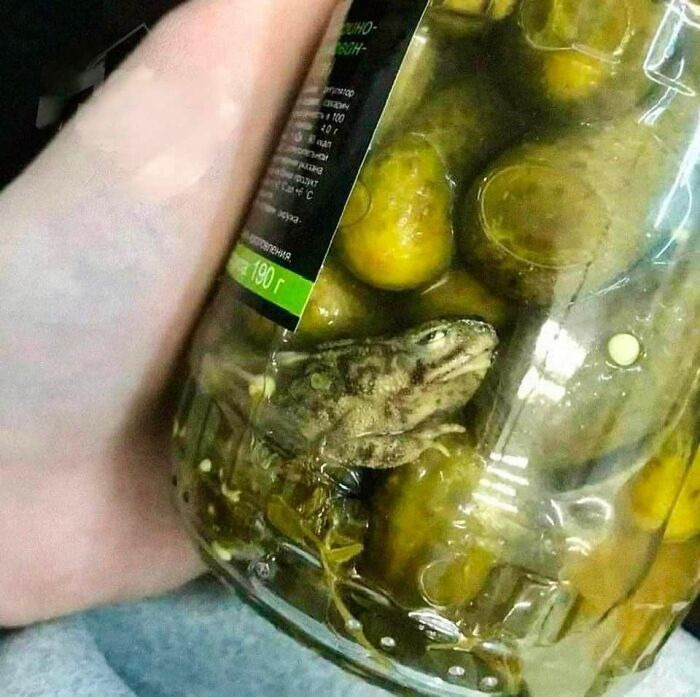 A confusing and weird image of a frog inside a jar of pickles, fitting the weird and cursed images keyword.