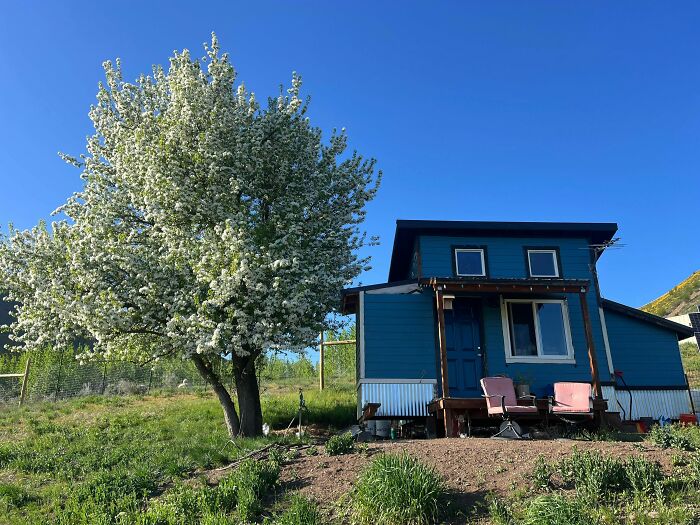 Cozy small home painted blue with porch chairs under a blooming tree on a sunny day
