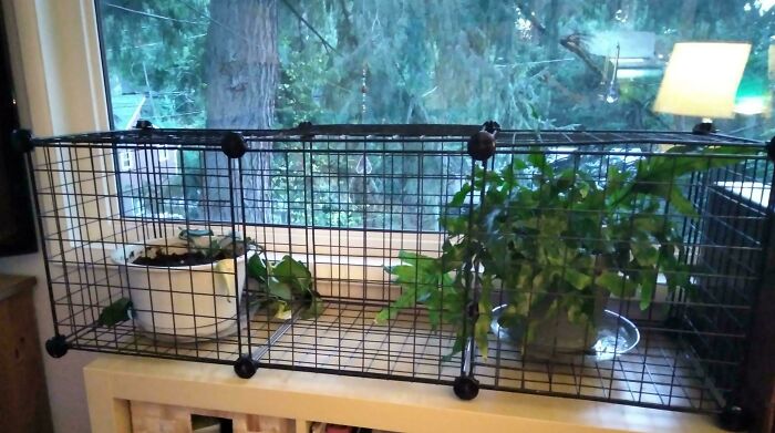 Plants placed inside a wire cage on a windowsill as a technically works solution to protect them indoors.