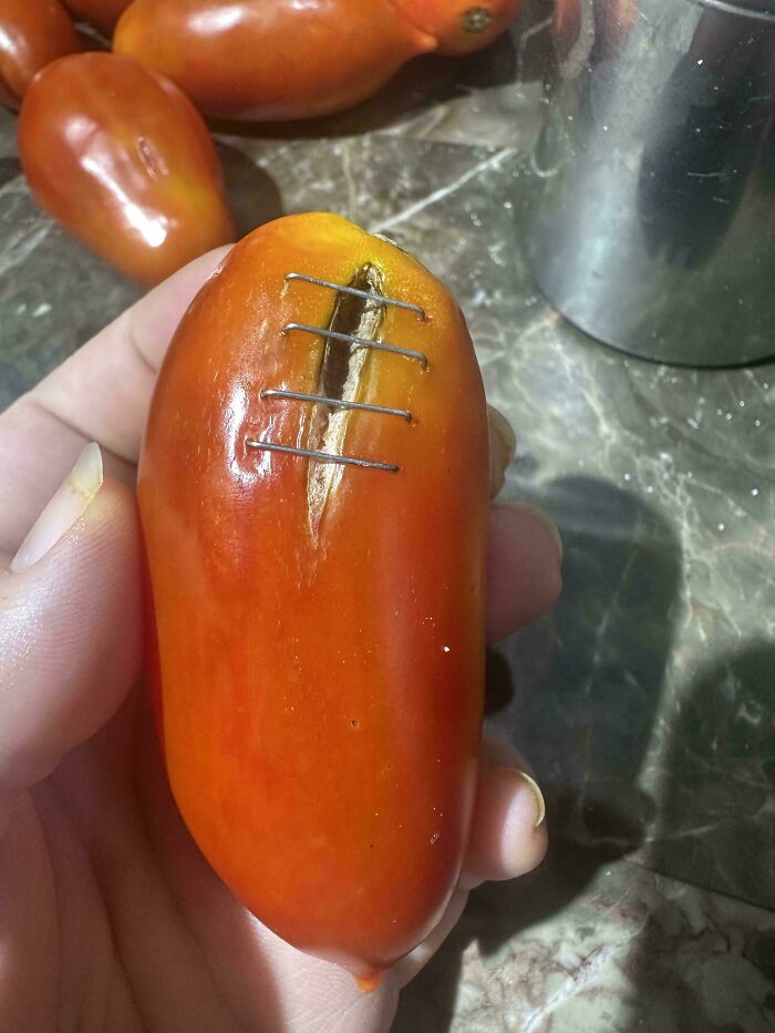 Tomato with a deep cut patched up using staple pins, a technically works but hilariously dumb solution to the problem.