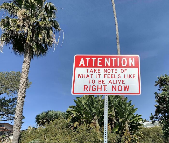 Red and white sign outdoors with text urging to notice what it feels like to be alive, a funny and confusing bee-related sign.