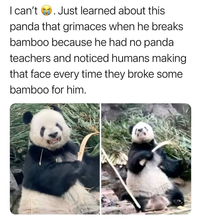Panda grimacing while breaking bamboo, relatable moment from posts and memes about our lives hitting close to home.