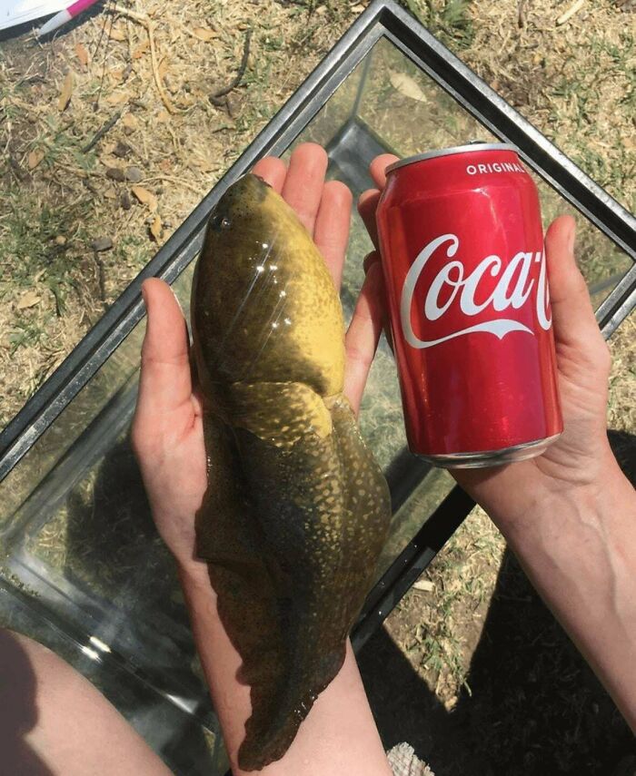 An interesting photo of a person holding a giant tadpole next to a soda can for scale, highlighting its impressive size.