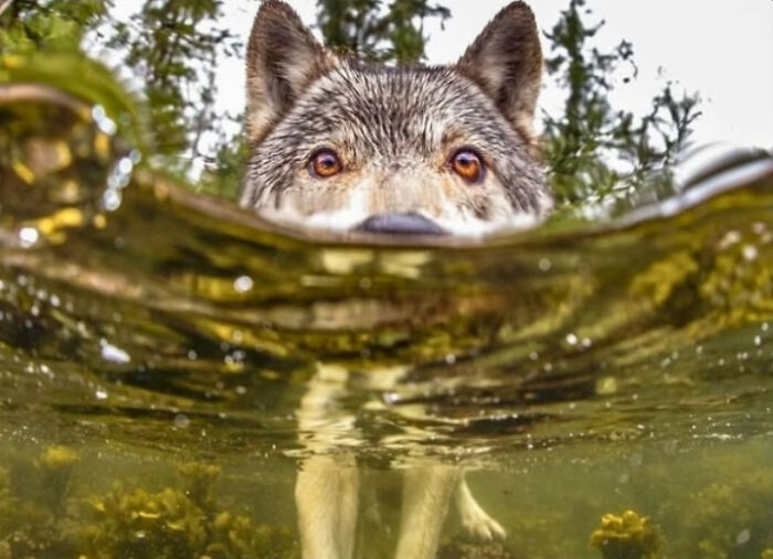 A wolf peering above the water surface, its head reflected below, an interesting photo.