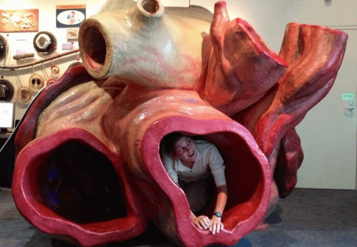 A person peeking out of a giant heart exhibit, a truly interesting photo.