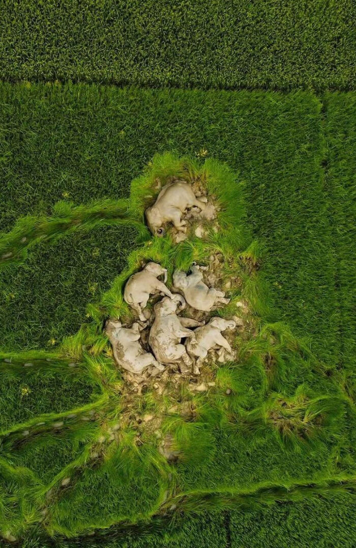 An aerial view of elephants sleeping in a circle in a green field, a d**n interesting sight.