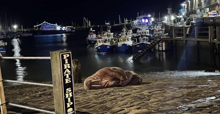 A walrus sleeping on a cobblestone pier at night, with fishing boats in the background, saying 'D**n, That's Interesting'.