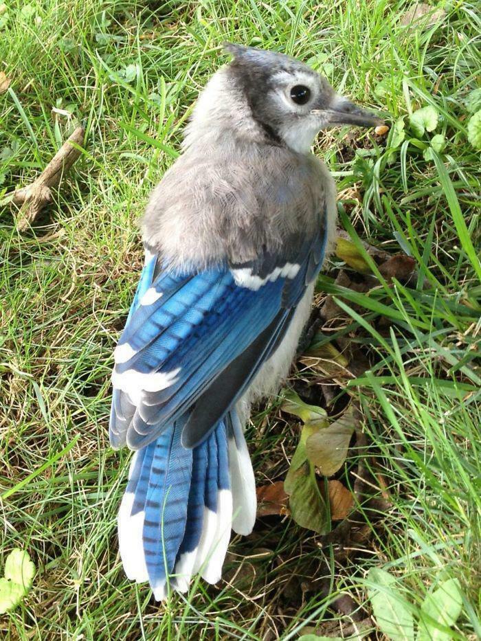 A blue jay perched on grass, displaying its vibrant blue feathers and saying 'D**n, That's Interesting'.