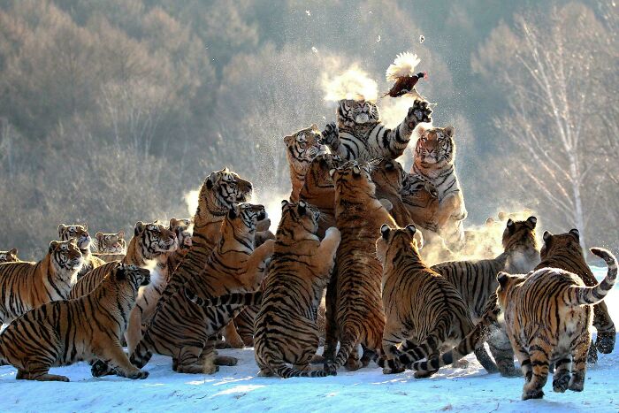 A large group of tigers in a snowy landscape, some standing on their hind legs and saying 'D**n, That's Interesting'.