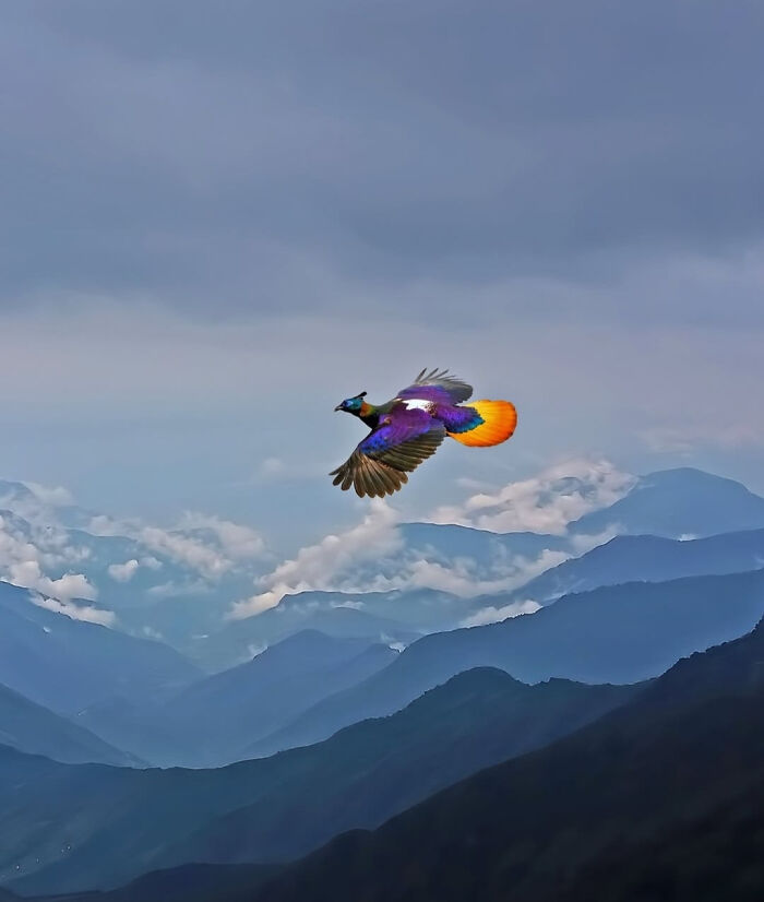 Interesting photo of a colorful bird flying over majestic mountains, a vibrant scene in nature.
