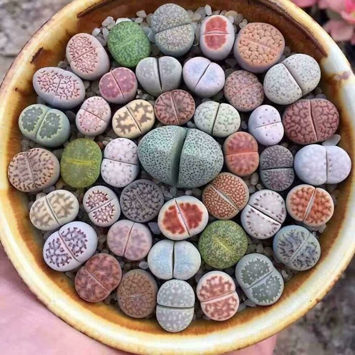 A bowl filled with various colorful lithops, also known as living stones, an interesting photo of unique succulents.