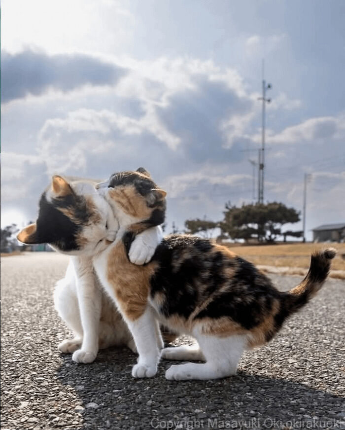 Two cats hugging on an asphalt road under a cloudy sky, an interesting photo showing affection.