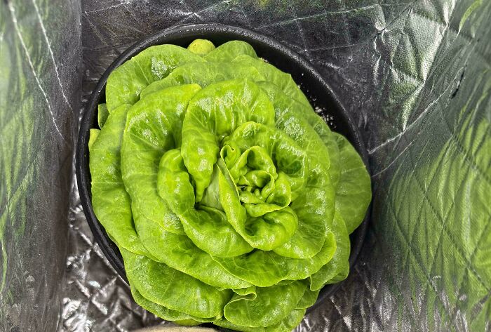 Overhead shot of vibrant green lettuce in a black pot, surrounded by reflective material, highlighting frugal tips.