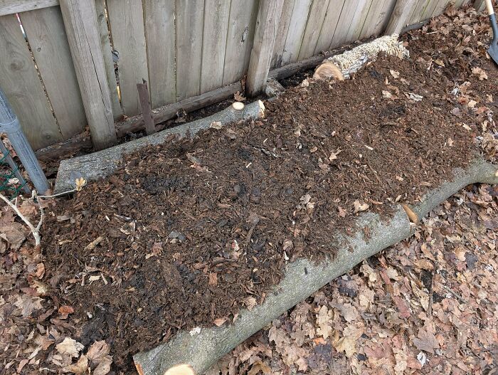 A garden bed with wood logs and brown mulch near a wooden fence, illustrating frugal tips for the economy.