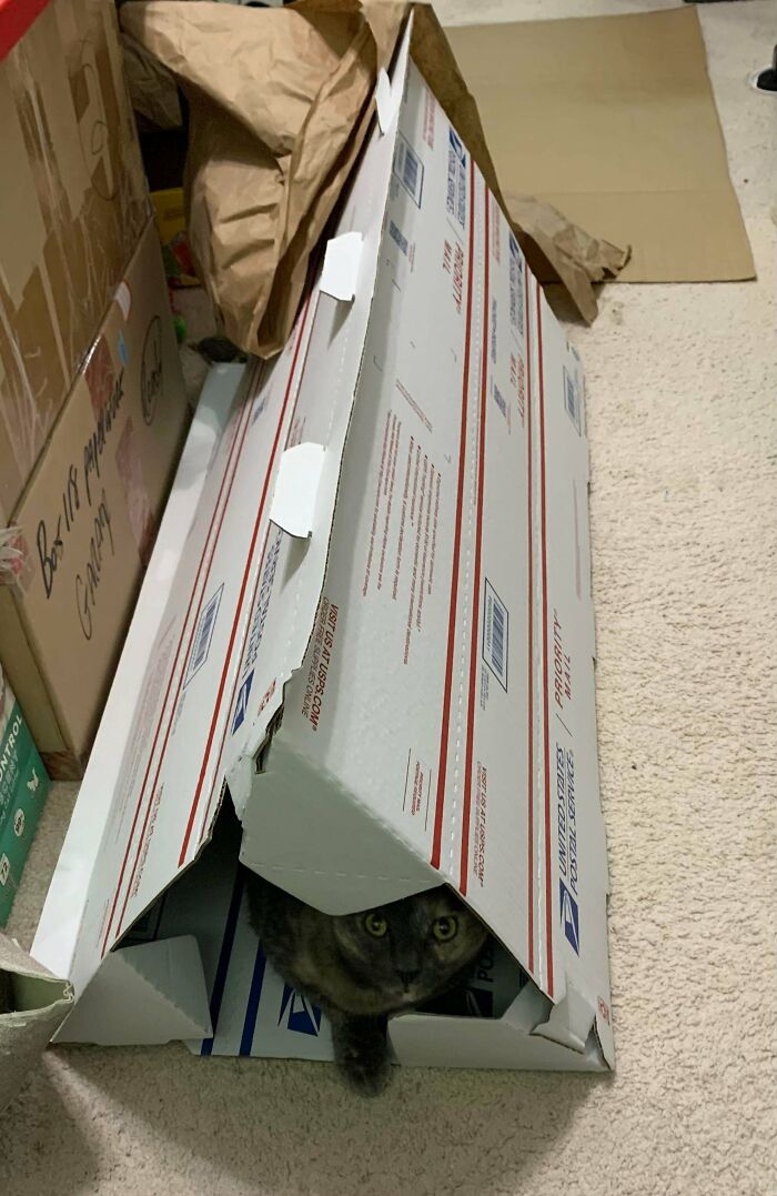 A frugal cat peeks from inside a USPS Priority Mail box fort, offering a humorous take on finding frugal tips in this economy.