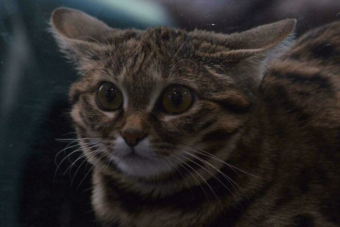 Black Footed Cat