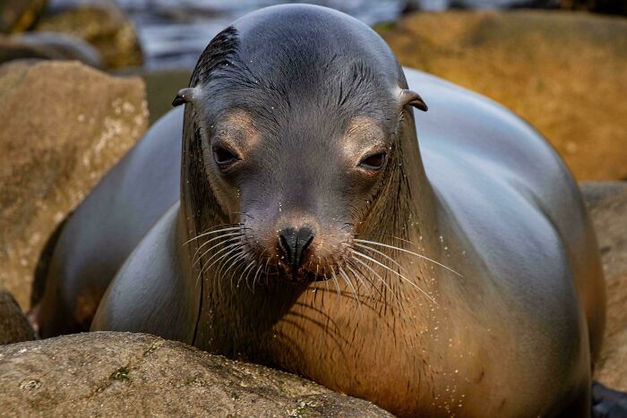 California Sea Lion