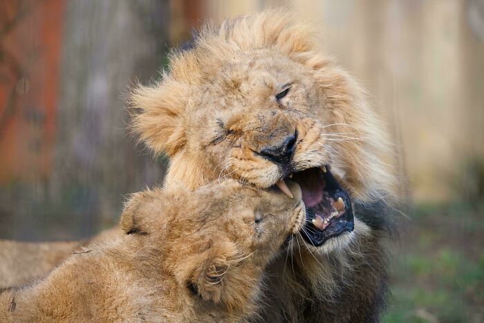 Bhanu, London Zoo's Male, Has His Mouthful! 