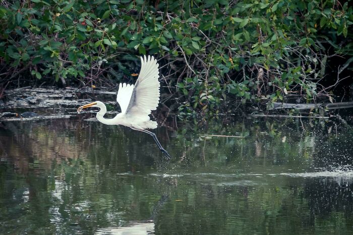 Great Egret (Ardea Alba)