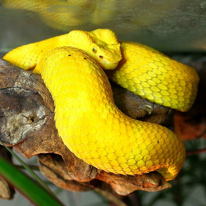 Yellow Snake