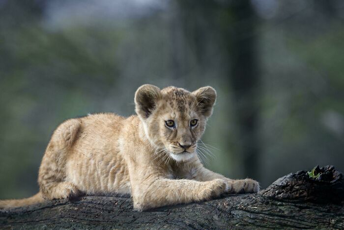 African Lion Cub