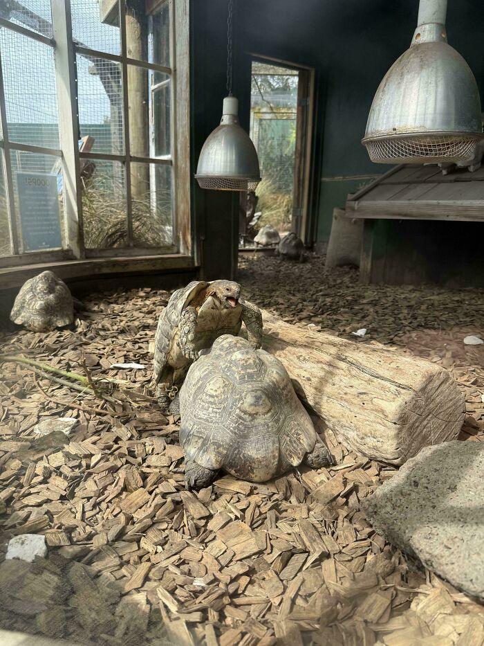 Leopard Tortoise (Stigmochelys Pardalis)