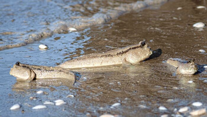 Giant Mudskipper (Periophthalmodon Schlosseri)