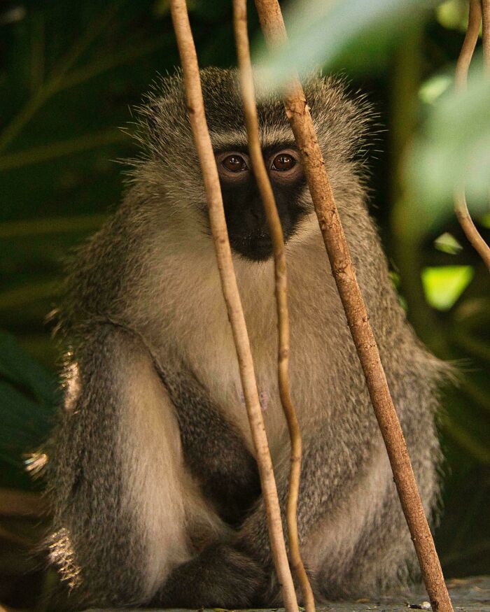 Vervet Monkey In South Africa