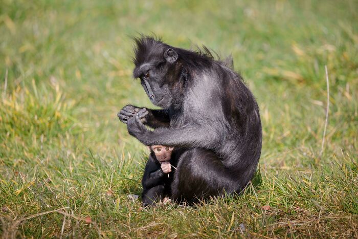 Mother And Baby Sulawesi Crested Macaque