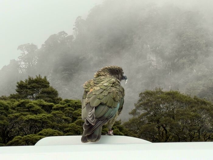 Nestor Notabilis (Kea Parrot)