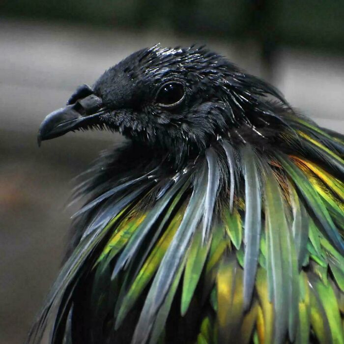 Nicobar Pigeon