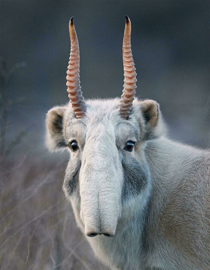 The Saiga Antelope (Saiga Tatarica) Is A Totally Underrated Animal!