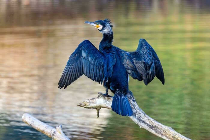 A Cormorant (Phalacrocorax Carbo) Enjoys The Morning Sun
